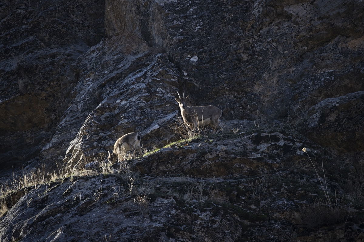 Tunceli'de yaban keçileri Munzur Vadisi'ne indi